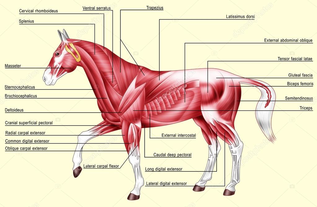 The Secret Power of Obliques for Dressage Horses and Riders