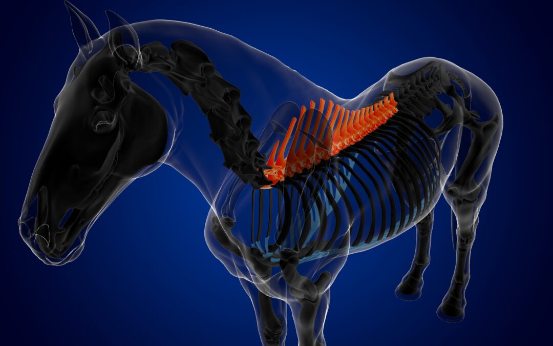 What is Thoracic Lift and Why it’s Important