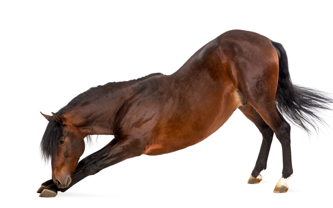 Yoga for your Horse
