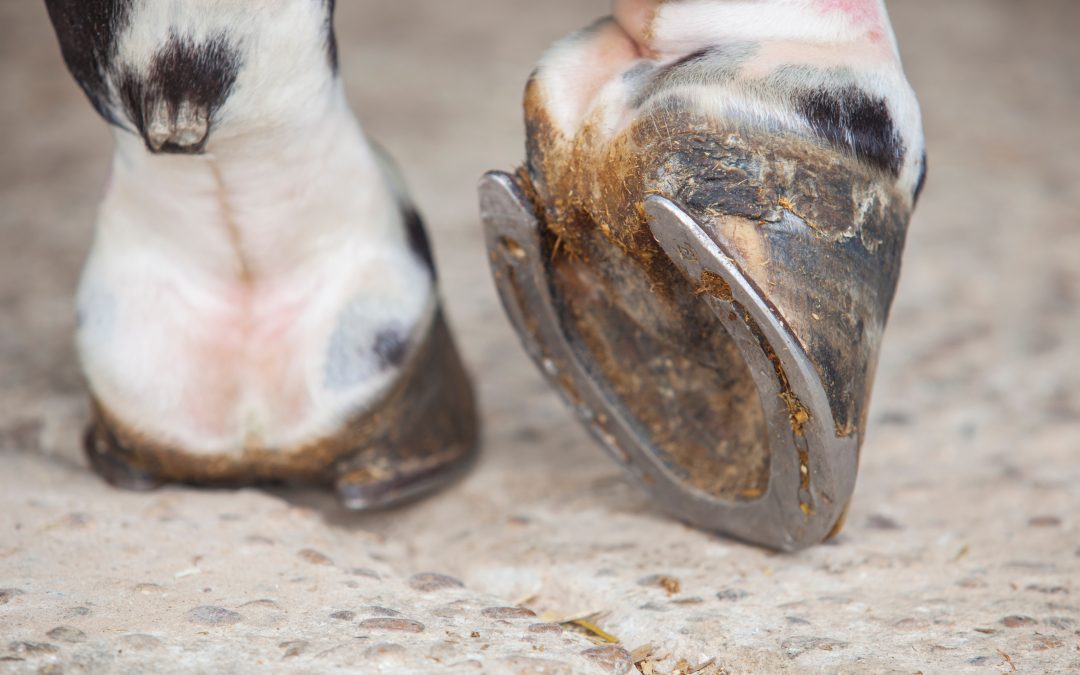 What Horses Hooves Tell Us