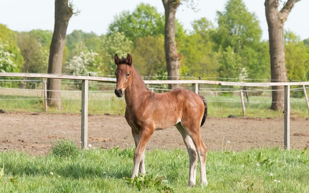 Why Young Horses Benefit From Early Bodywork
