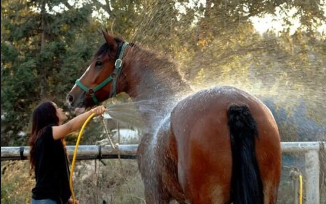 Horses and Heat